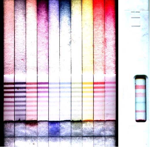 10色彩虹免疫檢測試片